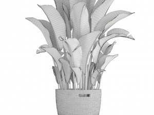 banana palm Model 3D