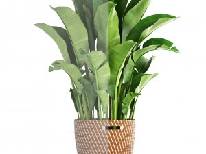 banana palm Model 3D