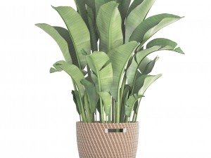 banana palm Model 3D