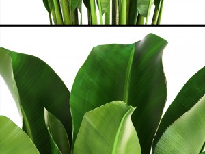 banana palm Model 3D