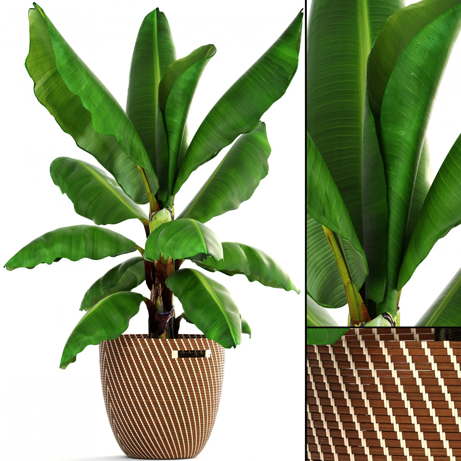 banana palm 3D Model .c4d .max .obj .3ds .fbx .stl .blend 