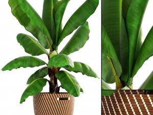 banana palm 3D 모델