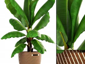 banana palm 3D Model