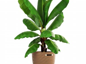 banana palm Modèle 3D