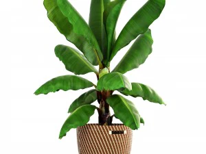 banana palm 3D Model