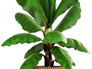 banana palm Modèle 3D