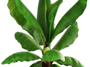 banana palm Modèle 3D