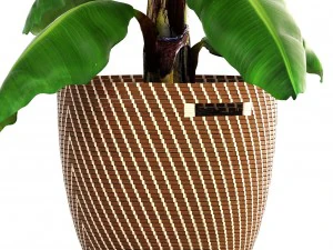 banana palm 3D Model