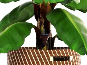 banana palm Modèle 3D
