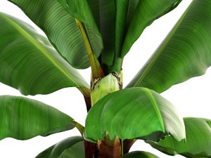 banana palm Modèle 3D