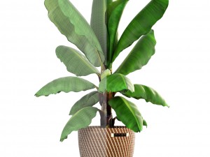 banana palm Modèle 3D