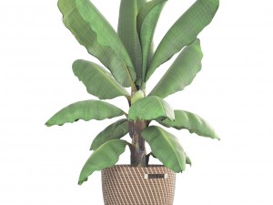banana palm Modèle 3D