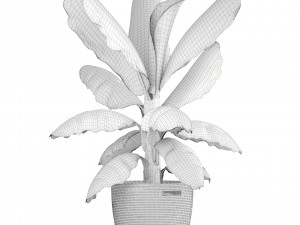 banana palm Modèle 3D