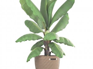 banana palm Modèle 3D