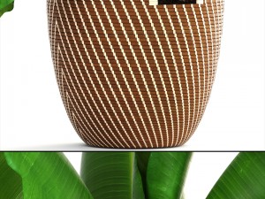 banana palm Modèle 3D
