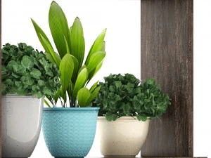 collection plants 3D Model