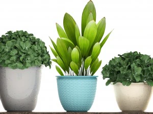 collection plants 3D Model