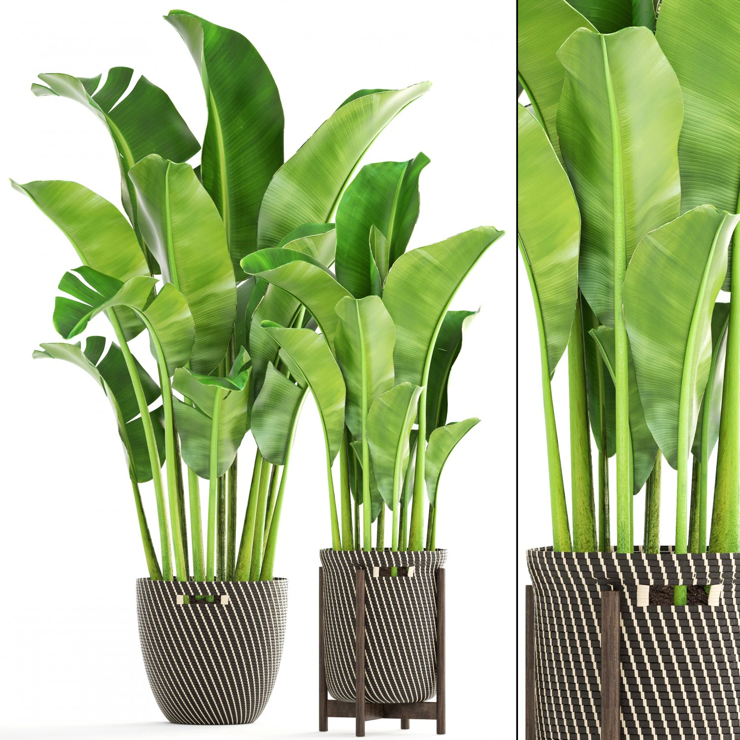 banana palm 3D Model .c4d .max .obj .3ds .fbx .stl .blend