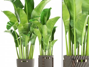banana palm 3D Model