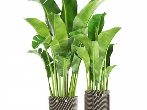banana palm 3D-Modell