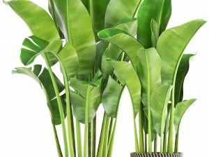 banana palm 3D-Modell