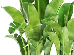 banana palm 3D-Modell