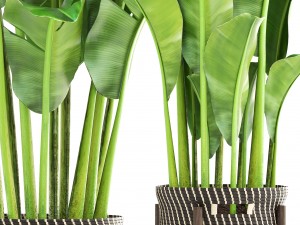 banana palm 3D-Modell