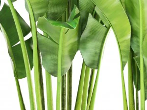 banana palm 3D Model
