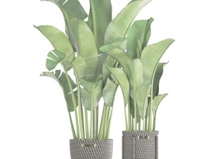 banana palm 3D Model