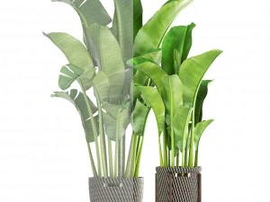 banana palm 3D Model