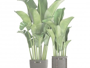 banana palm 3D-Modell