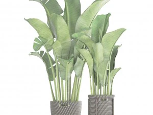 banana palm 3D Model