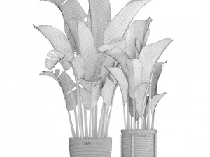 banana palm 3D Model