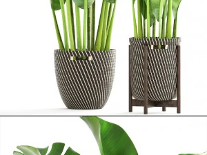 banana palm 3D Model