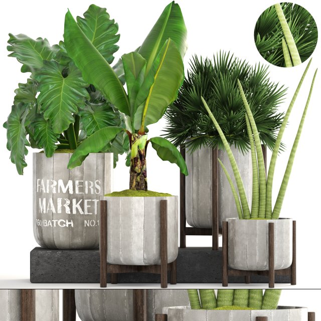 collection of plants 3D Model .c4d .max .obj .3ds .fbx .stl .blend 