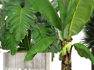 collection of plants 3D Model