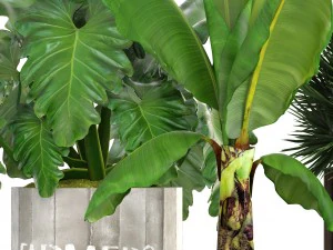 collection of plants 3D Model