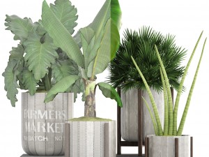 collection of plants 3D Model