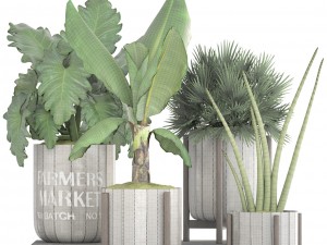 collection of plants 3D Model