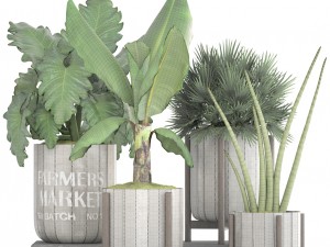 collection of plants 3D Model