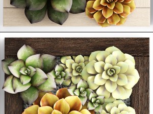 echeveria vertical garden 3D-Modell