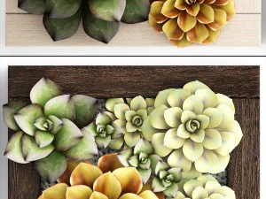 echeveria vertical garden 3D Model