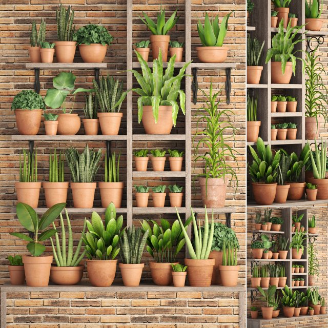 collection of plants in clay pots 3D Модель .c4d .max .obj .3ds .fbx .stl .blend 