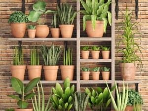 collection of plants in clay pots 3D Модель