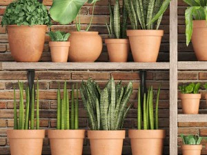 collection of plants in clay pots 3D Model