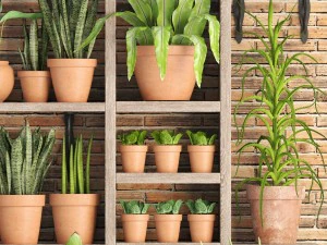 collection of plants in clay pots 3D Model