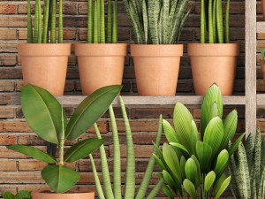 collection of plants in clay pots 3D Модель