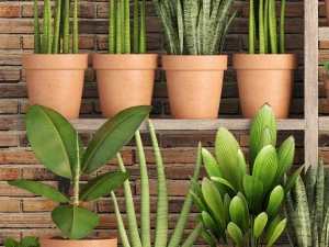 collection of plants in clay pots 3D Model