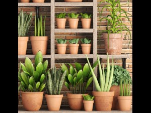 collection of plants in clay pots 3D Модель