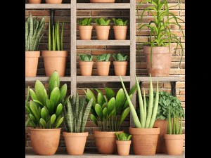 collection of plants in clay pots 3D Model